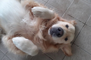 Image d'un golden Image d'un golden